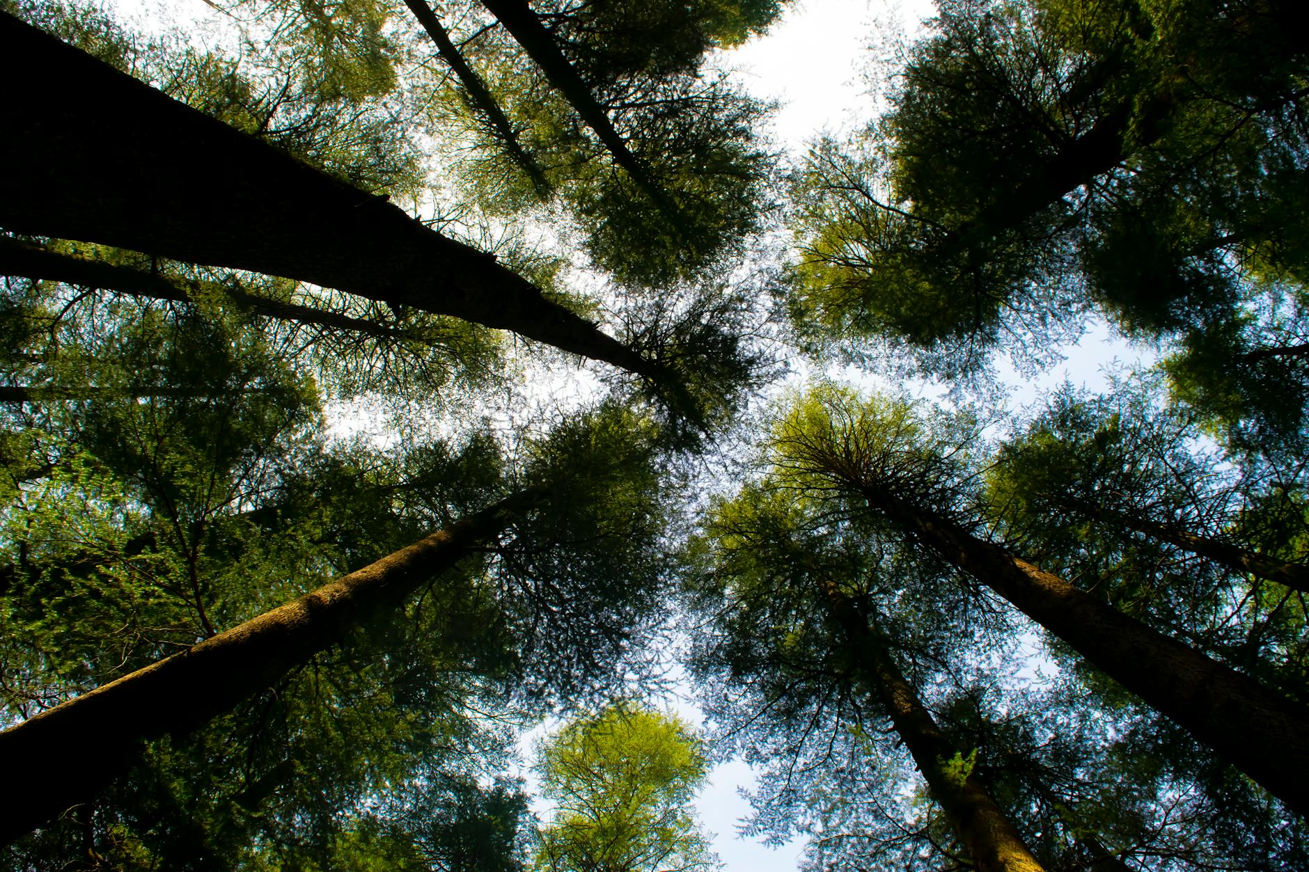 low angle photography of tall green trees