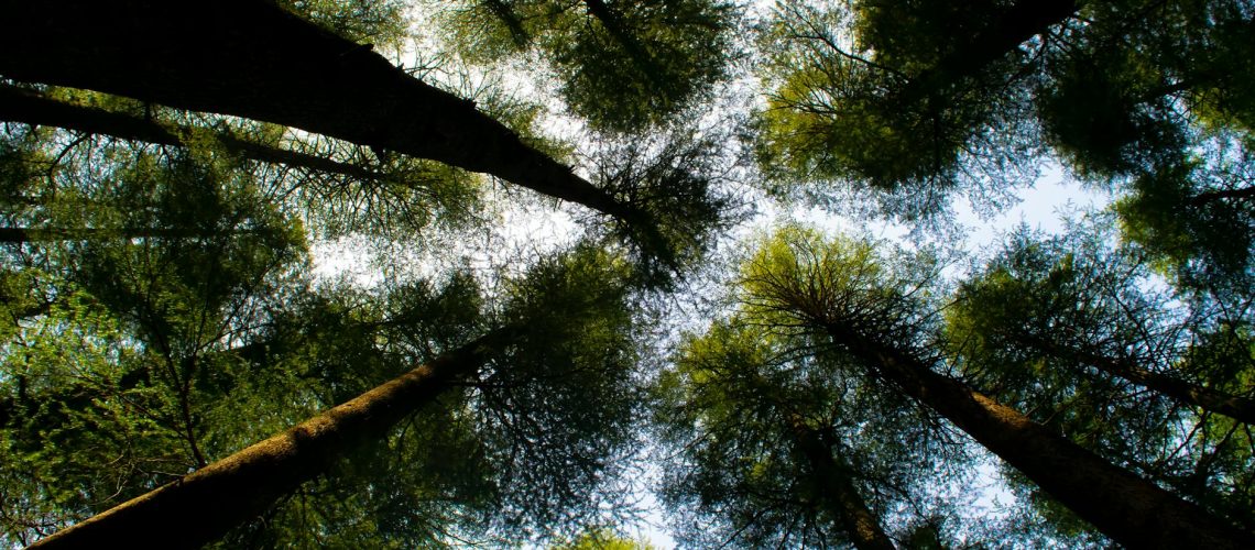 low angle photography of tall green trees